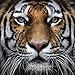 Fairylove Diamond Painting Kits for Adults, 5D DIY Full Drill Diamond Painting Kits for Home Wall Decor, Conquering Tiger Arts Craft, 12 x 12 inch