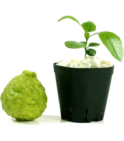 thumbnail image 2 of Preț: €3.50 - KAFFIR LIME Seeds (Citrus Hystrix 2 of 9