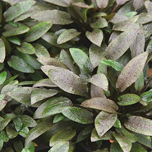 Cryptocoryne Wendtii Brown in Vitro Cup - Rare Live Aquarium Plants Aquatic Water Plants Decorations