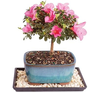 Amazon Best Sellers: Best Indoor Bonsai