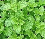 Heirloom 200 Seeds Spearmint Mentha Spicata Mint Pennyroyal Herb Perennial Flower Seeds A019