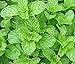 Heirloom 200 Seeds Spearmint Mentha Spicata Mint Pennyroyal Herb Perennial Flower Seeds A019 primary