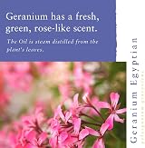 Absolute Aromas Geranium Essential Oil 10ml 100% Pure Egyptian view 2