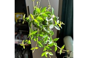 Spider Plant Seeds, Chlorophytum comosum, Hardy Perennials Houseplant Seeds Spider Plant, Exotic Houseplants Perennials are P