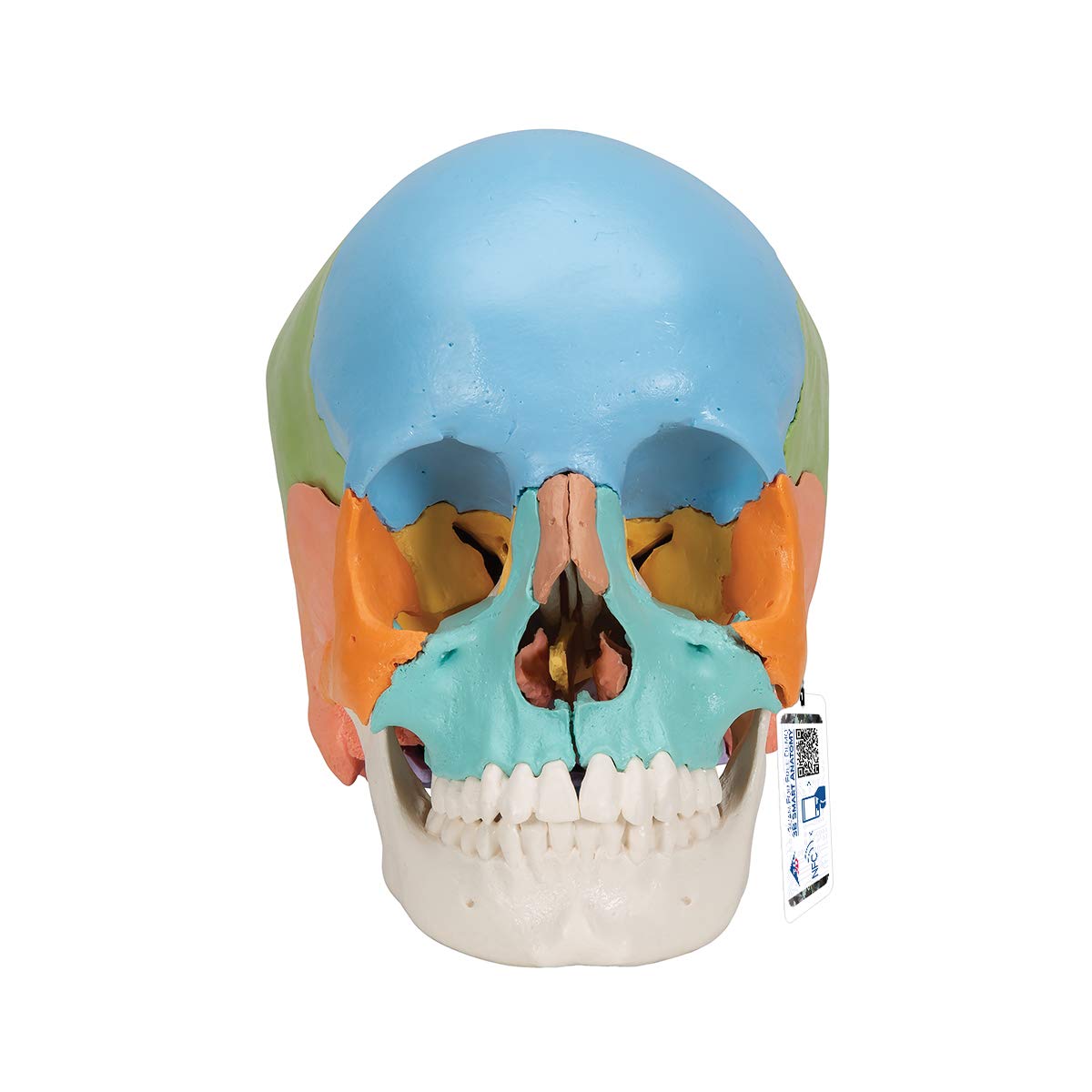 3B Scientific A291 Beauchene Adult Human Skull Model, 22 Part, Didactic Coloured Version + free anatomy software - 3B Smart Anatomy