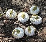 Set of 6 Assorted Miniature Fairy Garden White Pumpkin Stakes