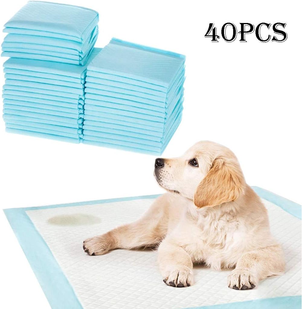 blue cocker spaniel puppy