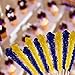 Extra Large Rock Candy Sticks: 36 Navy Blue Crystal Rock on Sticks - Blueberry - Individually Wrapped for Party Favors, for Buffet, Showers, Receptions, Bridal and Baby Showers - Old Fashioned Espeez