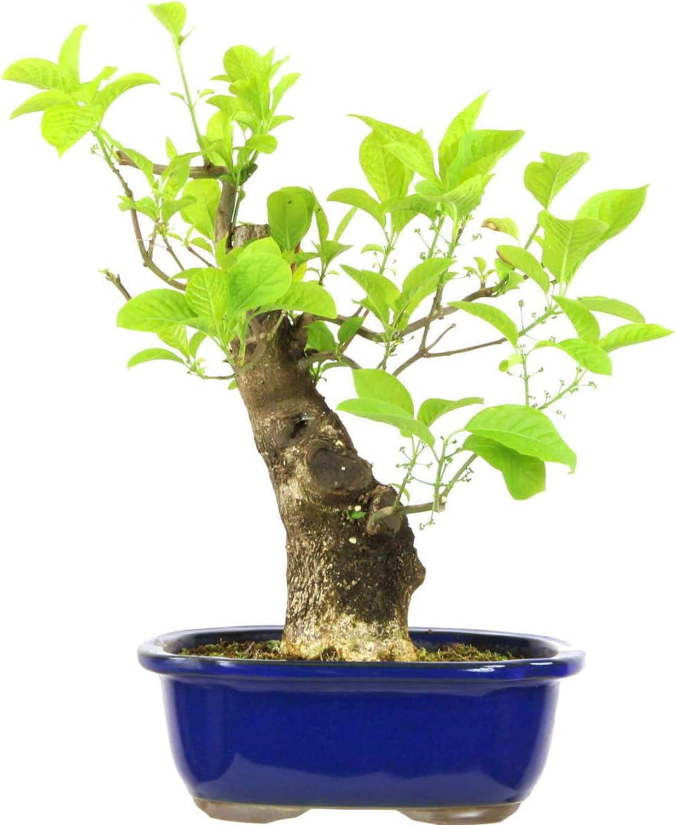 Japanese Spindle Tree Prebonsai Years 35cm Amazon Co Uk Garden Outdoors