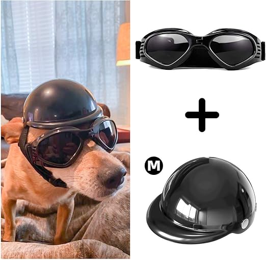 dog with helmet and goggles