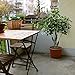 GTidea 3.3 Feet Artificial Fortune Tree Silk Plants Real Touch Soft Lush Leaves Home Office Arrangements Indoor Outside Greenery Decor