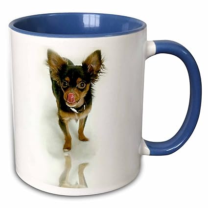 Buy 3drose Dogs Chihuahua Long Hair Chihuahua 11oz Two Tone