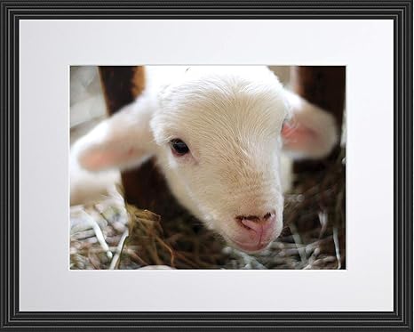 Agneau Young Mouton Mignon Animaux De La Ferme Poster Encadre Photo Print Decoration Murale De Decoration De Chambre Pour Enfants Bebe Chambre D Enfant Colored Photo 11x13 Framed Amazon Ca Maison