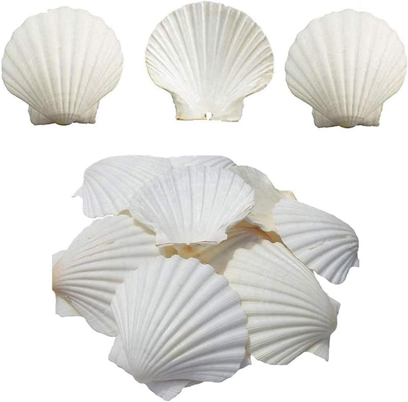 Vase Fillers - Scallop Shells White Natural Seashell 16 PCS for DIY Craft Mermaid Beach Wedding Home Decoration(3-3.5inch)