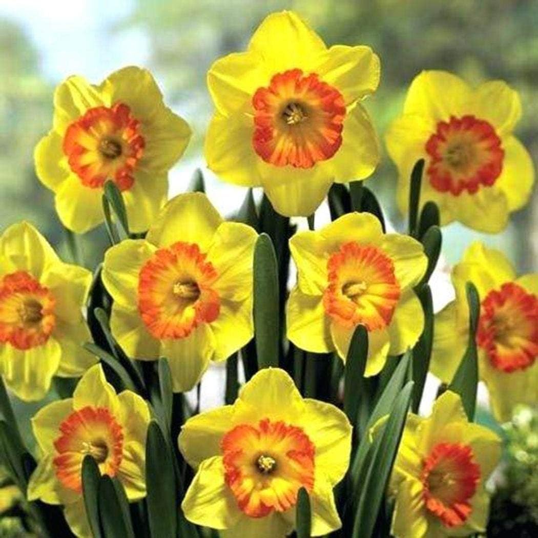Caiuet Seeds- 100Pcs Rare Daffodils Seeds Multicolored, Perennial Flower Seeds Bells Flowers Seeds Hardy Flower Bulbs for Barkon, Garden