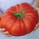 PLANTEL TOMATE ROSA DE BARBASTRO 12 PLANTAS: Amazon.es: Jardín