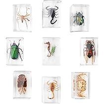 Educational Insect Paperweights 30 Pcs Real Insect Resin Specimens - Educational Bug Collection For Kids Real Bugs