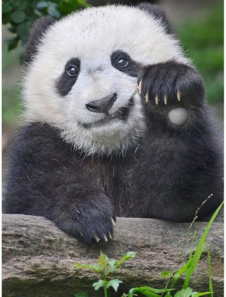 Amazon Co Jp 5d Diy ダイヤモンド絵画 かわいいパンダ 子供のためのダイヤモンドの絵ラインストーンキャンバス家の装飾のためのダイヤモンドの刺繡の絵ギフト16xインチ ホーム キッチン