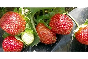 HIRT'S GARDENS Seascape Everbearing Strawberry 10 Bare Root Plants - Best Flavor