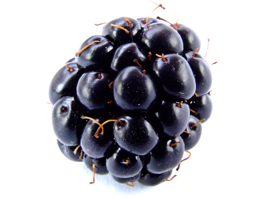 100 BLACKBERRY Fruit Bush Rubus Seeds Buy Online in UAE. Lawn