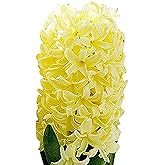 5 Yellow Queen Hyacinth Bulbs - Top Size 16-17 cm, Vibrant Yellow Spring Blooms, Premium Quality for Garden Beds, Borders & Containers