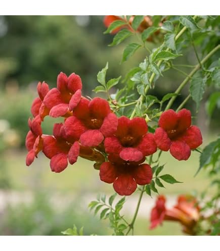 12 Live Red Trumpet Vine Start Seeds Pack Perennial Hummingbird Organic Seeds