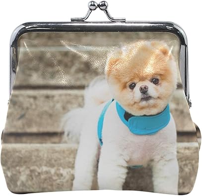 pomeranian in purse