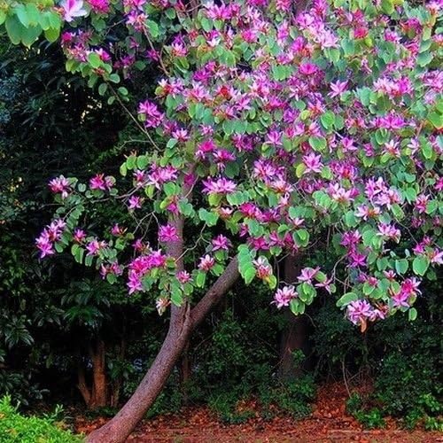 Purple Orchid Tree Seeds (Bauhinia purpurea) 5+Seeds