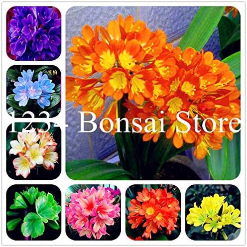 Semi Di Canna Giglio Mix Tropicale - 20 Semi Per Fioritura