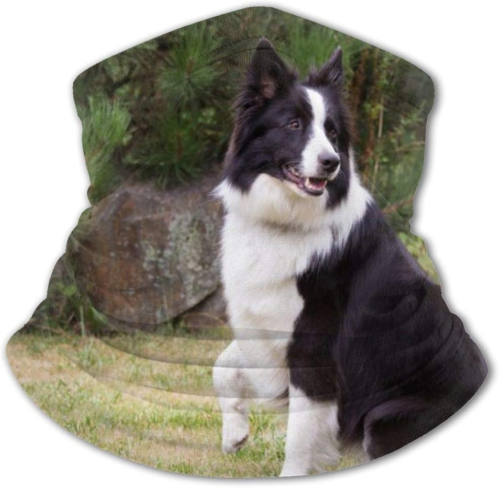 black face border collie