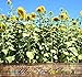 MAMMOTH SUNFLOWER grey stripe BULK 1000 seeds by Honeyman Farms