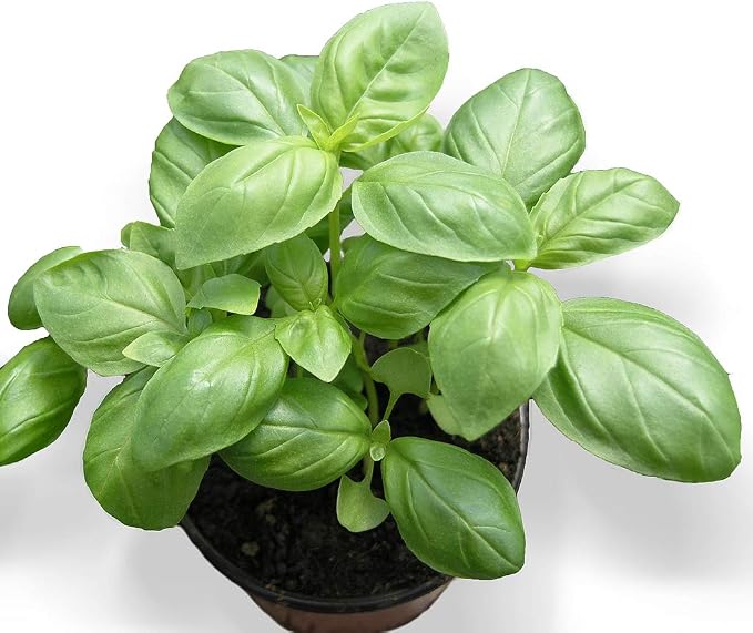 Graines De Basilic Grand Vert Genovese - 300 Graines - Le Grenier D'Abondance - Pour Cuisine Et Pesto
