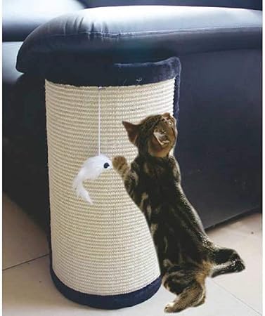 american bully adopt