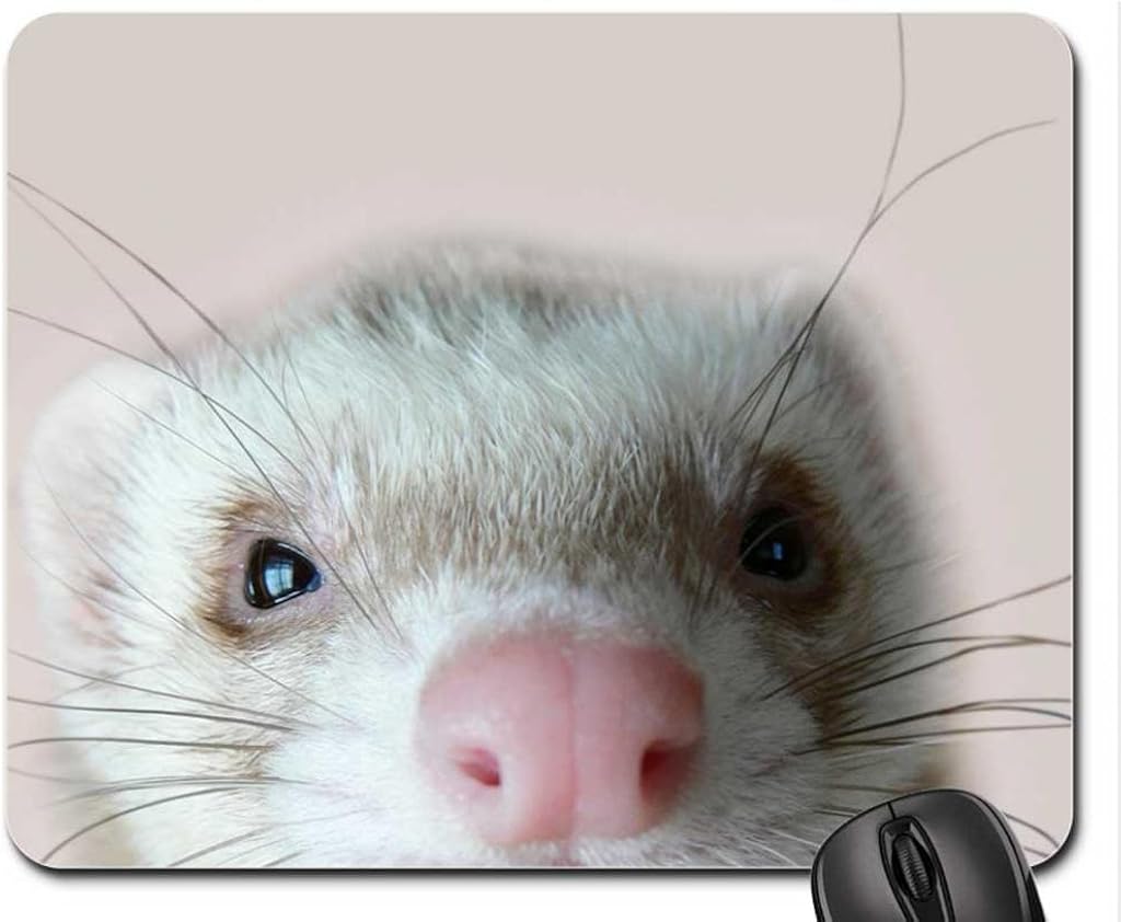 ferret mouse