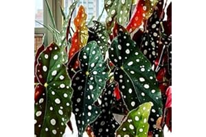 AKTRD Combo 3 Polka Dot Begonia Angel Wing Plants Live, Begonia Maculata Live Plant, Begonias Live Plants Outdoor, 4 to 8 Inc Tall