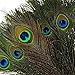 Herebuy8 50pcs Real Natural Peacock Tail Eyes Feathers Perfect for Wedding Party Arts And Crafts Home Decorations DIY (50pcs)