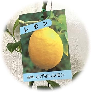 Amazon レモン 苗木 トゲなしレモン 13 5cmポット苗 れもん 苗 檸檬 果物