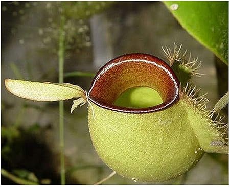 ผลการค้นหารูปภาพสำหรับ Nepenthes ampullaria