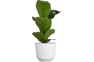 Live Fiddle Leaf Fig Tree Ficus, House Plant Decor in 6" White Pot, Easy Plant Gift, Live Ficus Tree, Real Office and Home Décor by Plants for Pets