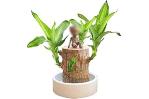 KCRPM Brazilian Wood, Magical Sprouting Brazilian Lucky Wood Plant, Mini Brazilian Wood Hydroponic Plant Decor with Groot, Home Decor Purify Indoor Air (Wood+Doll)