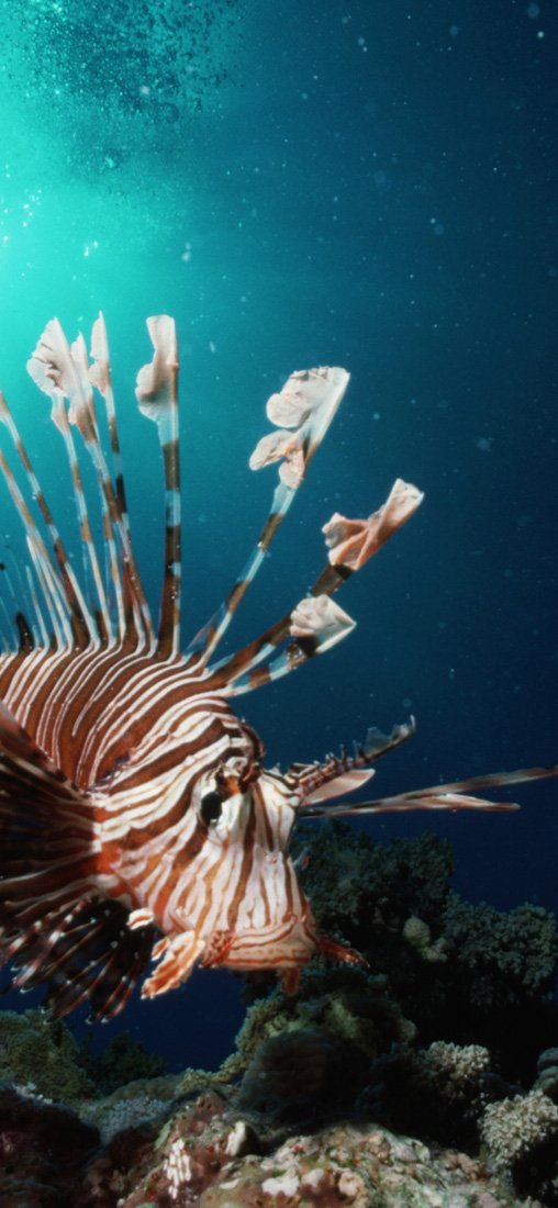 PeelitStickit Underwater, Undersea Wall Murals, ID-146, vinyl