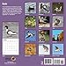 Ducks 2018 Wall Calendar 12 x 12 inches Bright Day Calendars Publishing, 16 Month: September 2017 - December 2018