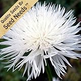 1,500 Flower Seeds, Cornflower 