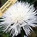 Package of 1,500 Seeds, Tall White Cornflower (Centaurea cyanus) Non-GMO Seeds by Seed Needs