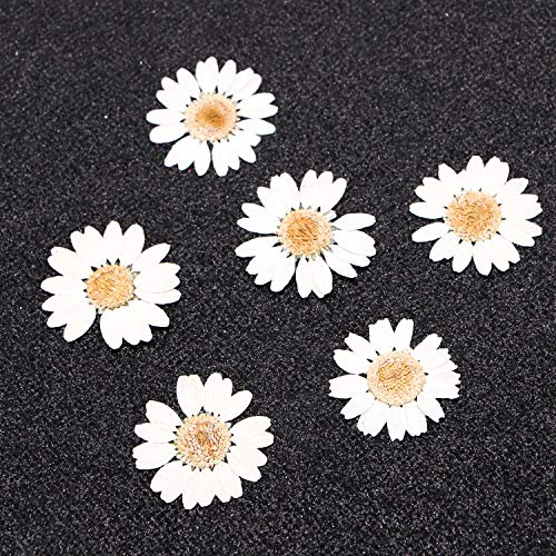 Pomeat 24pcs Daisy Pressed Flower