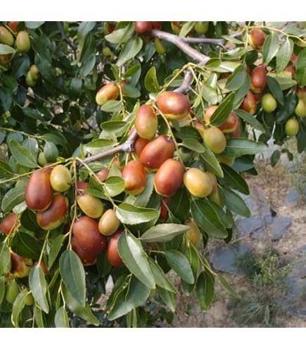 Semillas De Azufaifa China (Ziziphus Jujuba) - 50 Unidades Para Cultivar Tu Propio árbol Frutal