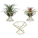 Nwsrayu Geometric Air Plant Holder Airplants Rack Metal Plants Stand Planter Shelves Himmeli Living Decor Tillandsia Pot Cont