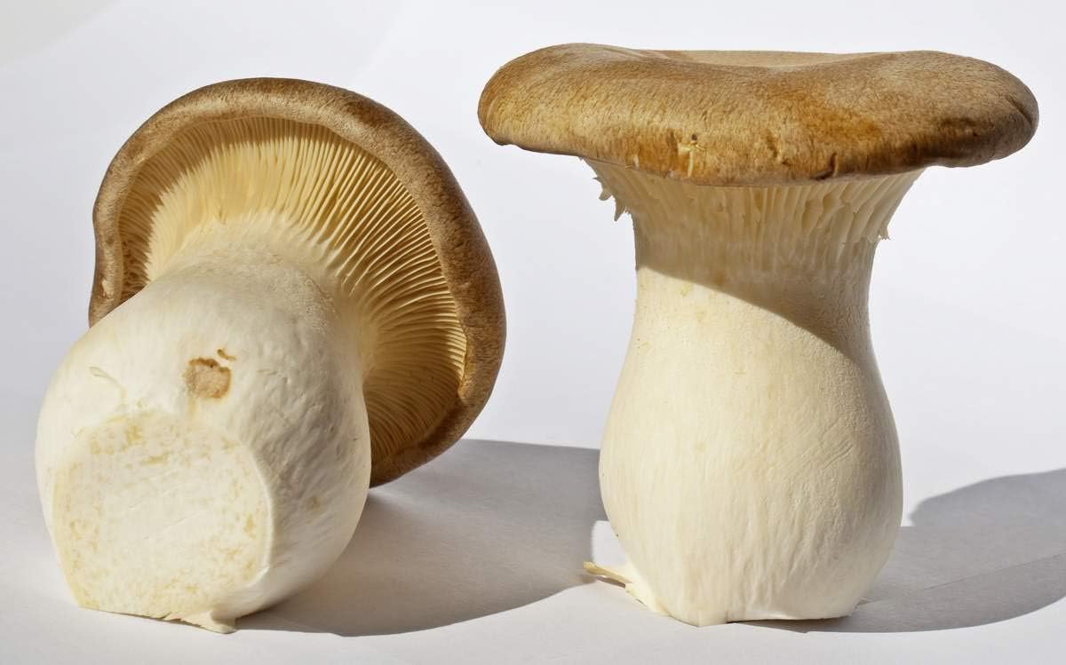 Futar King Oyster(Pleurotus eryngii) Mushroom Mycelium Plug Spawn-Plant & Gather Your Mushrooms-20 Count Dowel Spawn