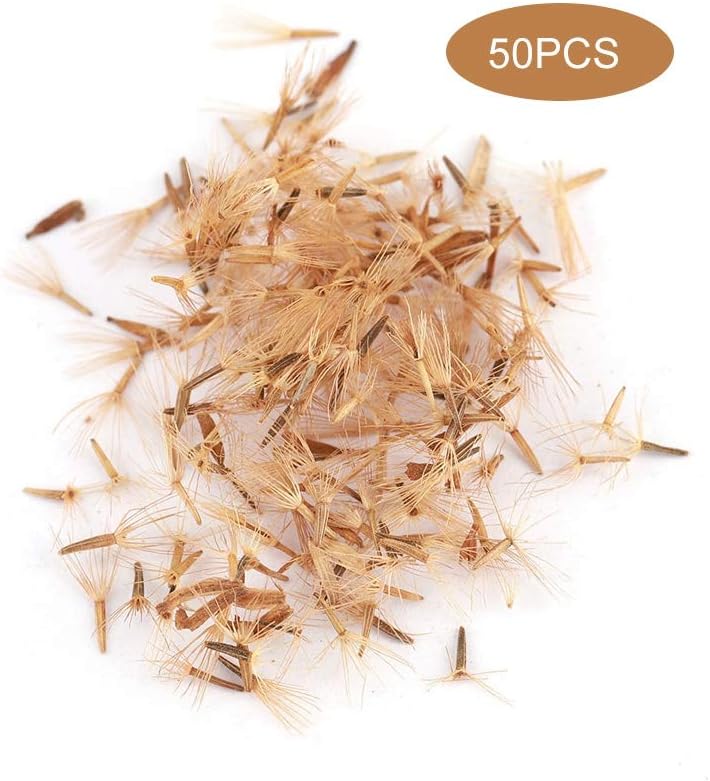 6 Mejores Kit Para Cultivar Stevia Para Huertos : Octubre 2020