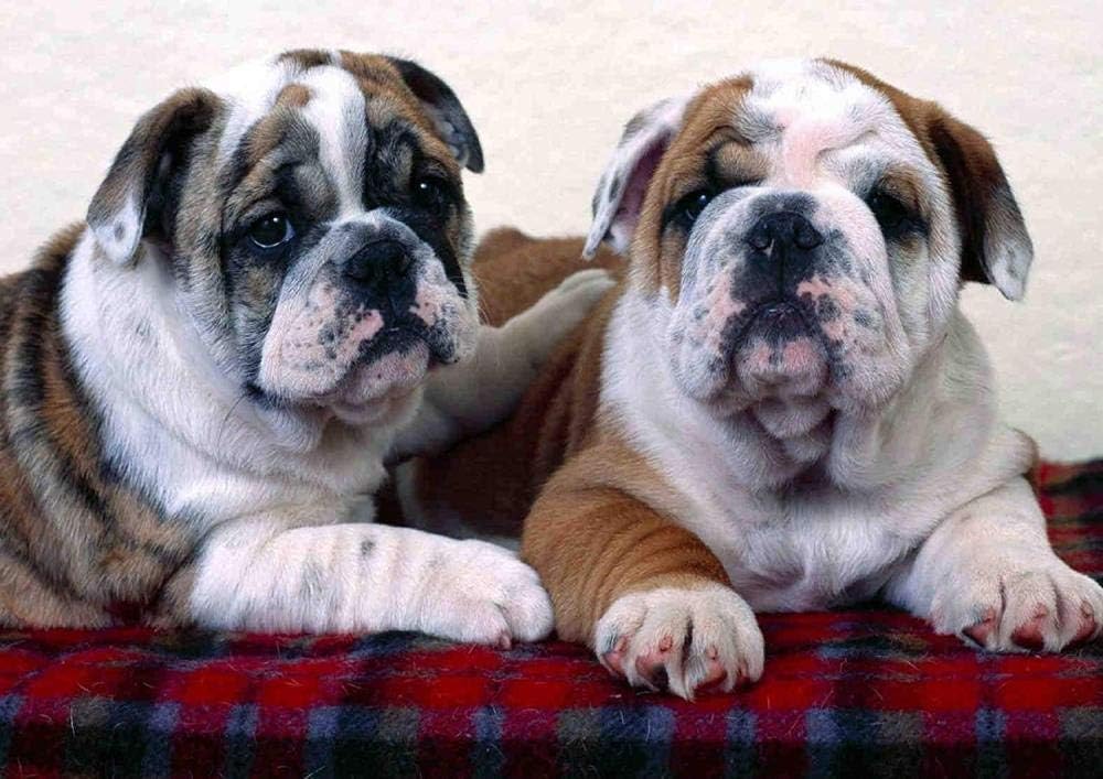 Paint by Numbers for Adults Two English Bulldogs Kids Paint by Numbers